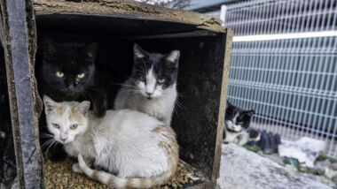 Met enige regelmaat komen er bij Meldpunt Actueel meldingen binnen over dierenmishandeling en dierenverwaarlozing.